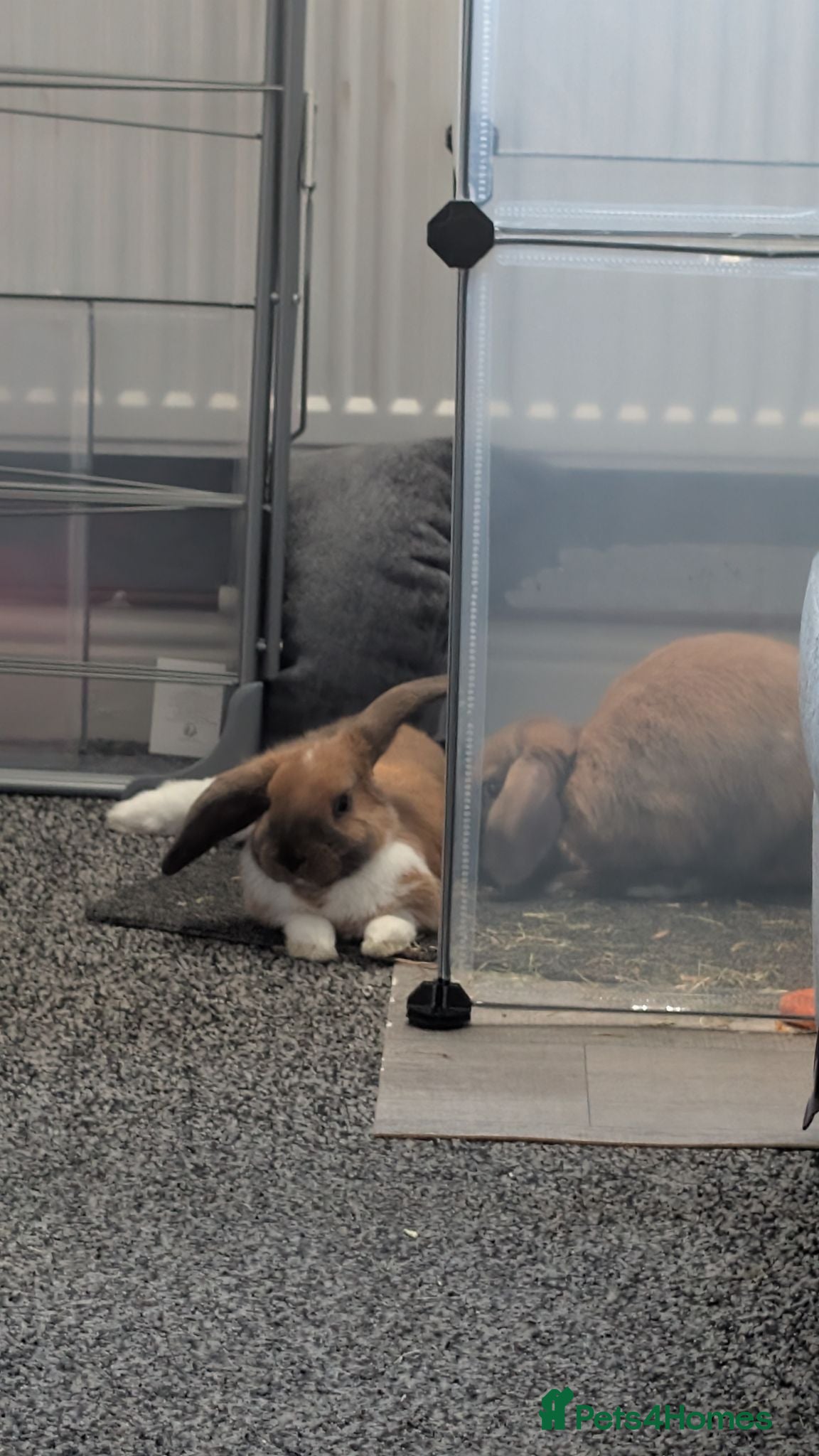 Mini Lop rabbits 2 female mini lops - Advert 1