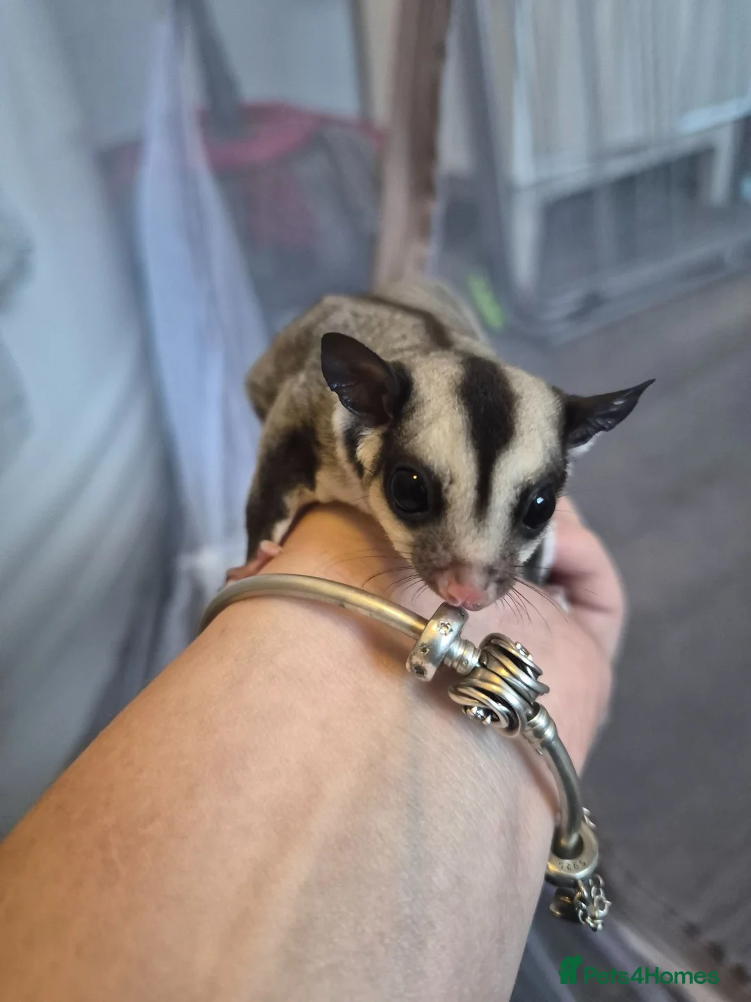 Sugar Glider rodents for sale: Grey male ready to leave now - Advert 2