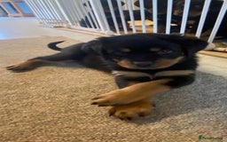Rottweiler dogs for sale: Champion Bloodline Rottweilers - Image 24