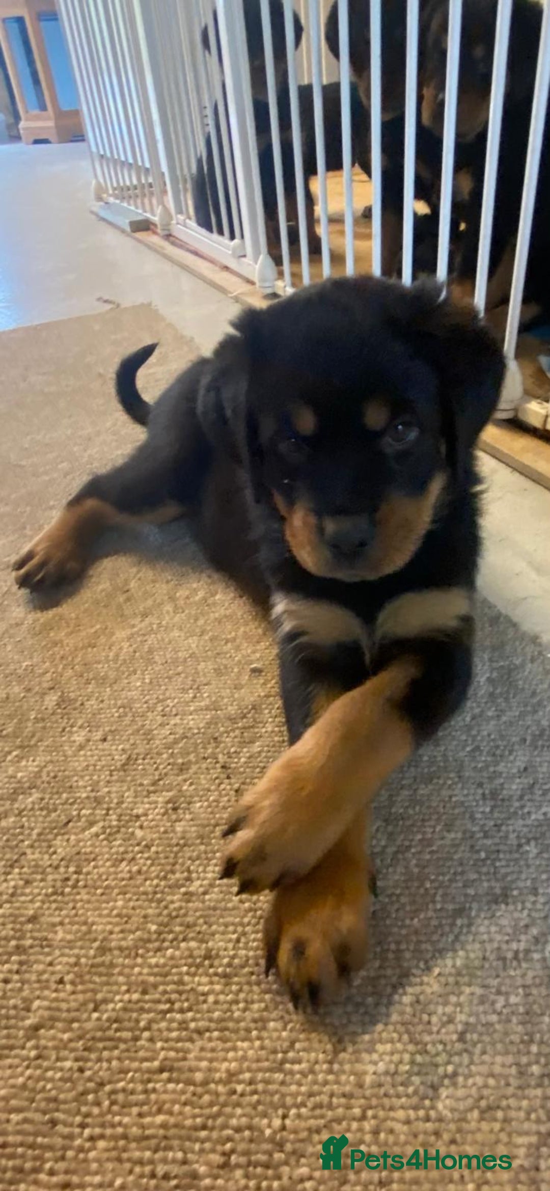 Rottweiler dogs for sale: Champion Bloodline Rottweilers - Image 24