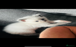 Ragdoll cats for sale: Gorgeous pedigree Ragdoll kittens for sale  - Image 11