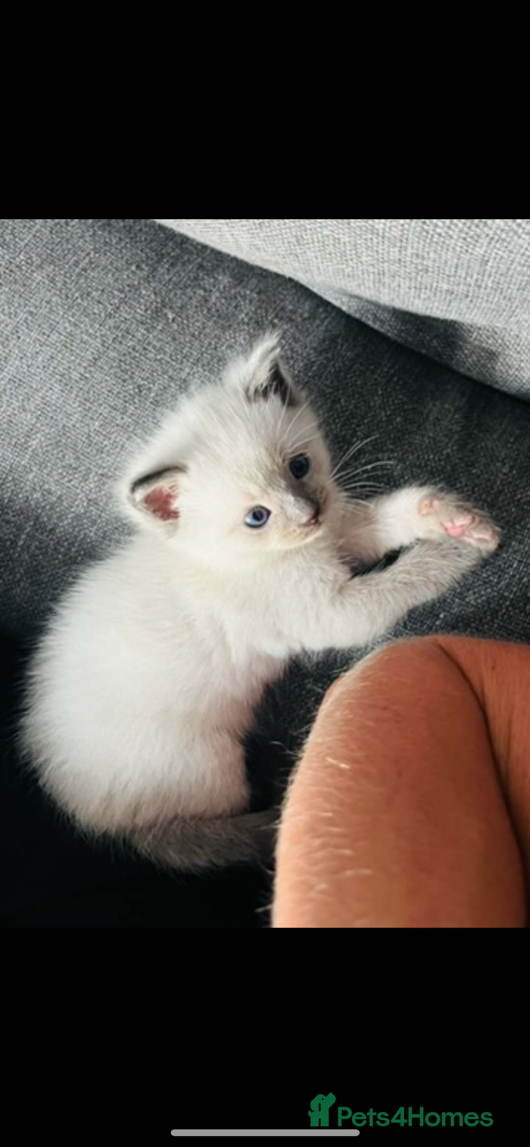 Ragdoll cats for sale: Gorgeous pedigree Ragdoll kittens for sale  - Image 11