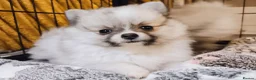 Pomeranian dogs for sale: 1 girl left - KC registered pomeranian puppies - Advert 20