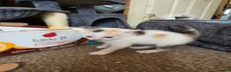 Mixed Breed cats for sale: Adorable Mixed Colour Kittens,Tabby, White, calico in Guildford - Advert 2
