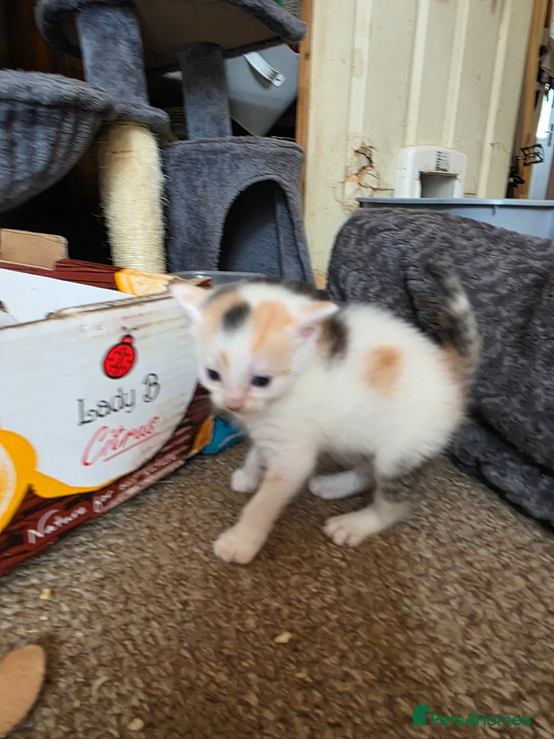 Mixed Breed cats for sale: Adorable Mixed Colour Kittens,Tabby, White, calico in Guildford - Advert 2