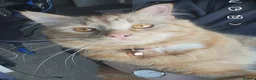 Mixed Breed cats for sale: Fluffy chunky kittens  - Advert 6