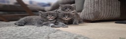 Maine Coon cats for sale: 🐾 Three Majestic Pedigree Maine Coon Kittens! 🏡 - Advert 2