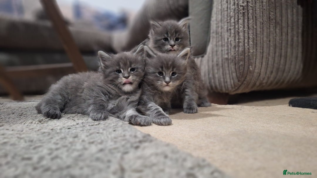 Maine Coon cats for sale: 🐾 Three Majestic Pedigree Maine Coon Kittens! 🏡 - Advert 2