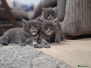 Maine Coon cats 🐾 Three Majestic Pedigree Maine Coon Kittens! 🏡 - Advert 1