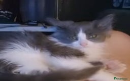 Ragdoll cats for sale: Ragdoll x - Image 3