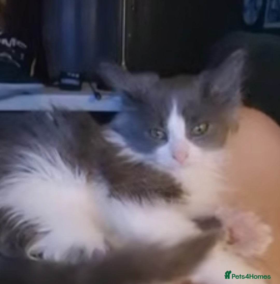 Ragdoll cats for sale: Ragdoll x - Image 3