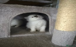 Ragdoll cats for sale: 🌟 Beautiful Ragdoll Kittens – Ready Soon! 🌟 - Image 6