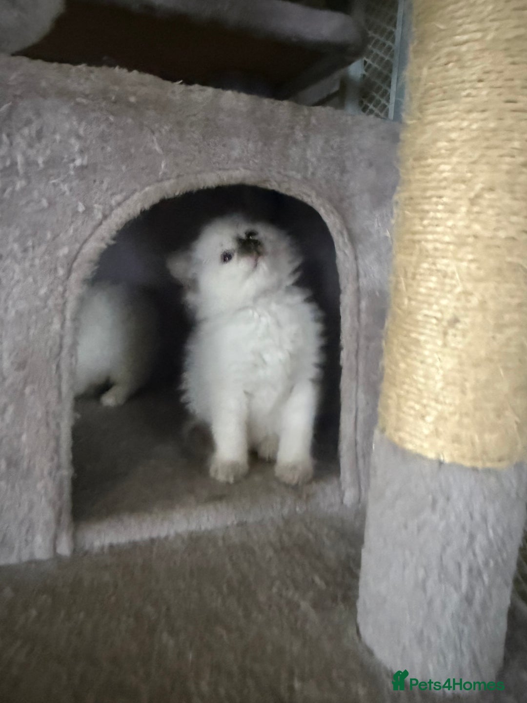Ragdoll cats for sale: 🌟 Beautiful Ragdoll Kittens – Ready Soon! 🌟 - Image 6