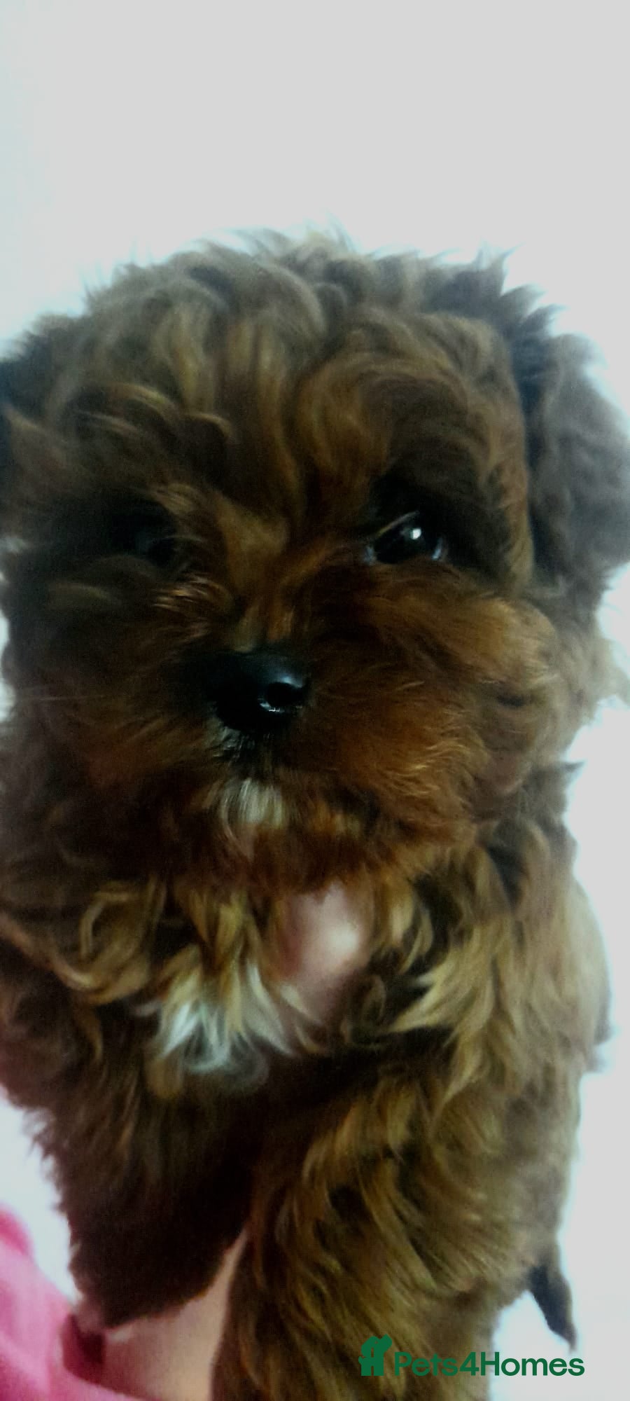 Cavapoo dogs Health tested cavapoo - Advert 4