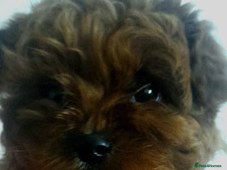 Cavapoo dogs Health tested cavapoo - Advert 4