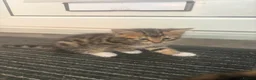 Bengal cats for sale: 🐾Stunning Bengal Kittens ready for Loving Homes🐾 - Advert 14