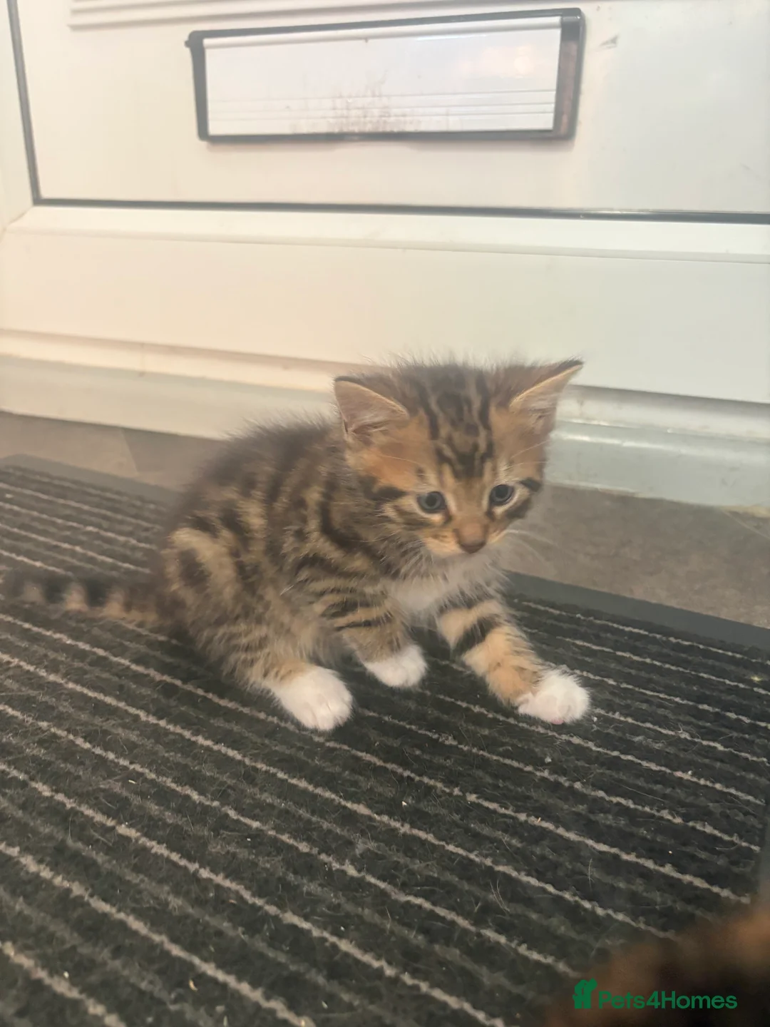 Bengal cats for sale: 🐾Stunning Bengal Kittens ready for Loving Homes🐾 - Advert 34