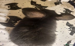 Mini Lion Lop rabbits for sale: 4 black baby mini lionlops  - Image 8