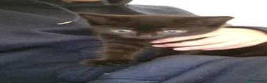 Kitten 2