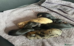 Dachshund dogs for sale: Litter of standard Dachshund  - Image 15