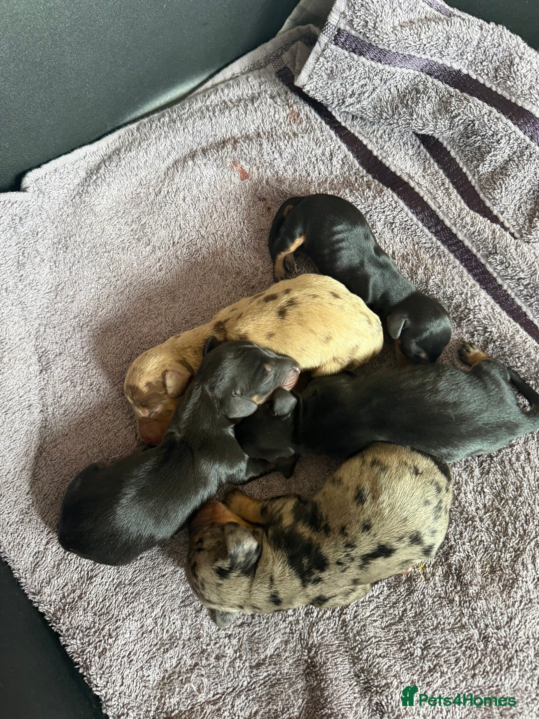 Dachshund dogs for sale: Litter of standard Dachshund  - Image 15