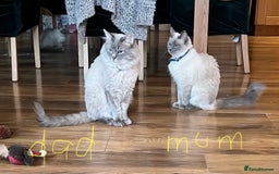 Ragdoll cats for sale: Ragdoll kittens - Image 15