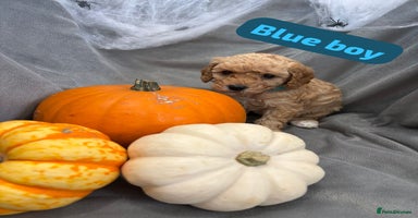 Cavapoochon dogs - Advert 14