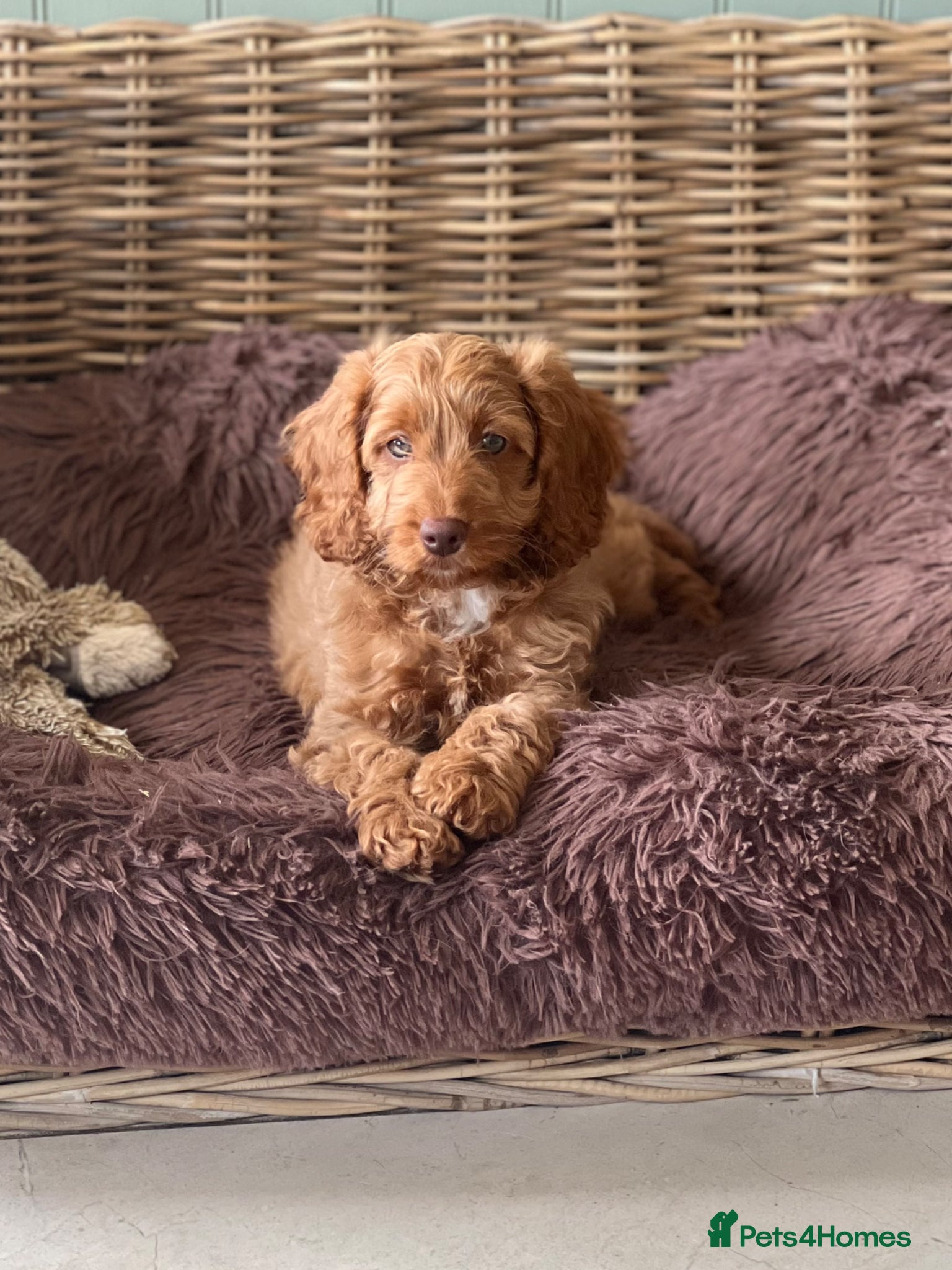 Cockapoo dogs F1 Cockapoos PRA Clear, Vet checked  - Advert 10
