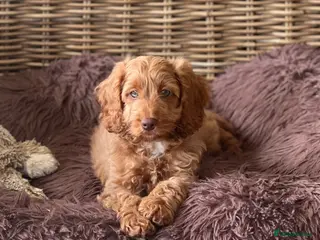 Cockapoo dogs F1 Cockapoo girl PRA Clear, Vet check - Advert 2