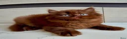 British Shorthair cats for sale: British cinnamon/brown longhair kitten for sale.  - Advert 2