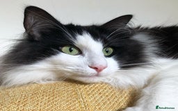 Norwegian Forest Cat cats for sale: Cuddly male Norwegian looking for forever home - Image 7