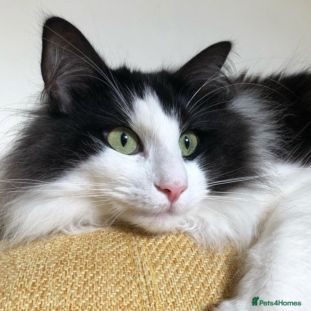 Norwegian Forest Cat cats for sale: Cuddly male Norwegian looking for forever home - Image 7
