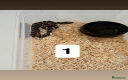 Corn Snake reptiles for sale: Baby corn snakes  - Image 1