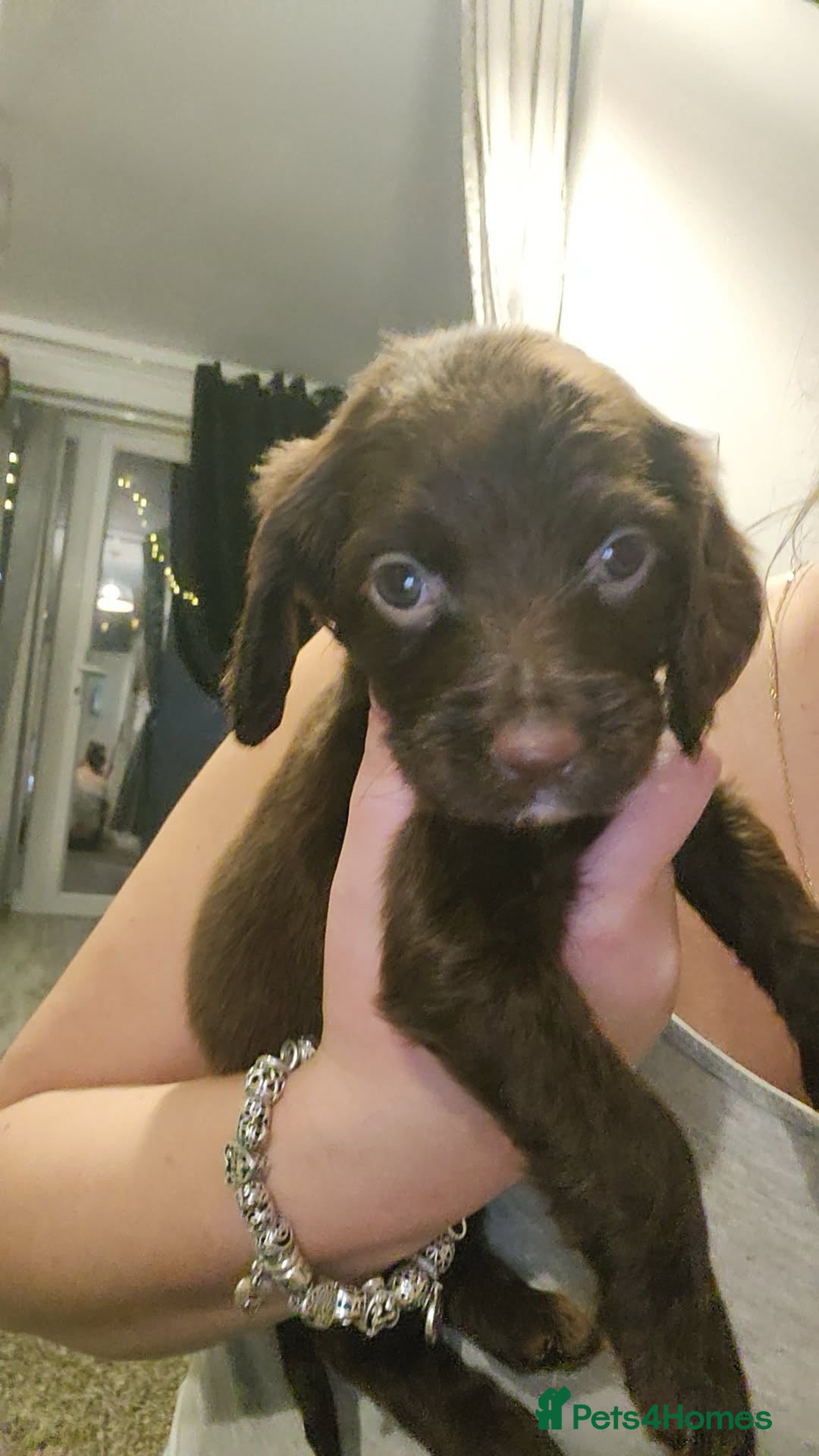 Cocker Spaniel dogs for sale: Cocker Spaniel Puppies🐕🐕 READY 30TH NOVEMBER 💙 - Advert 26
