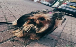 Yorkshire Terrier dogs for sale: Yorkshire terrier Tea cup puppies 480g at 8 weeks - Image 11