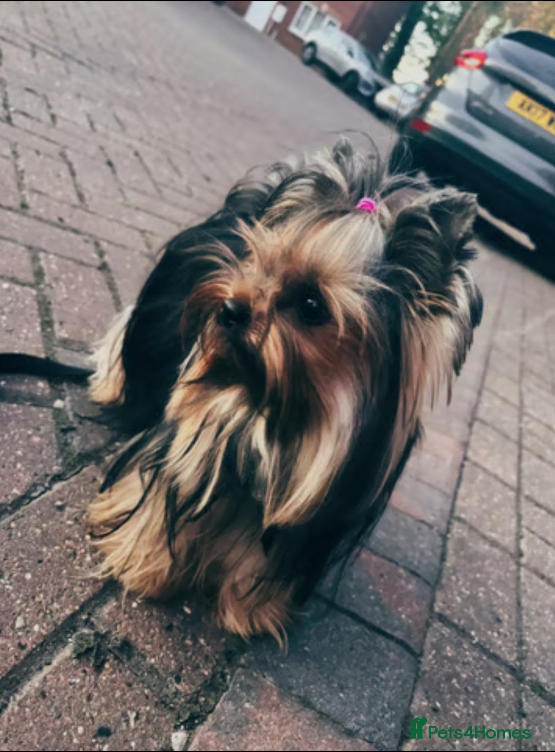Yorkshire Terrier dogs for sale: Yorkshire terrier Tea cup puppies 480g at 8 weeks - Image 11