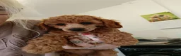 Toy Poodle dogs for sale: KC registered toy poodles for loving homes  - Advert 18