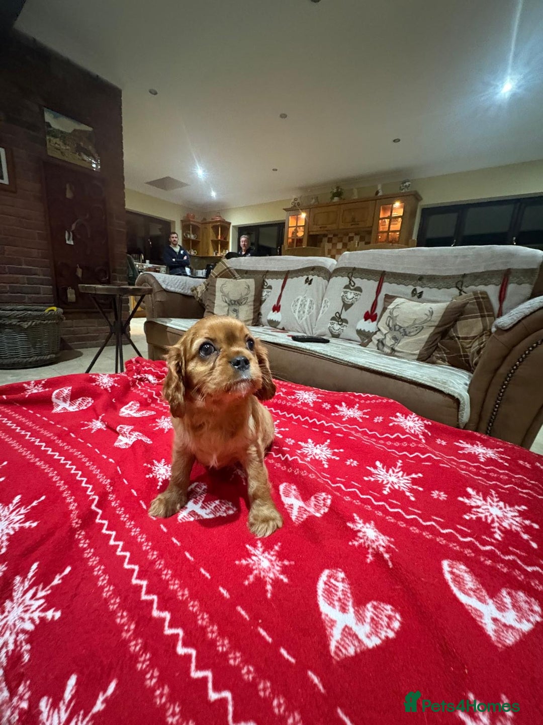 Cavalier King Charles Spaniel dogs for sale: Cavalier King Charles Spaniel  - Advert 4