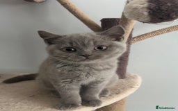 British Shorthair cats for sale: British Shorthair Kittens - Image 30