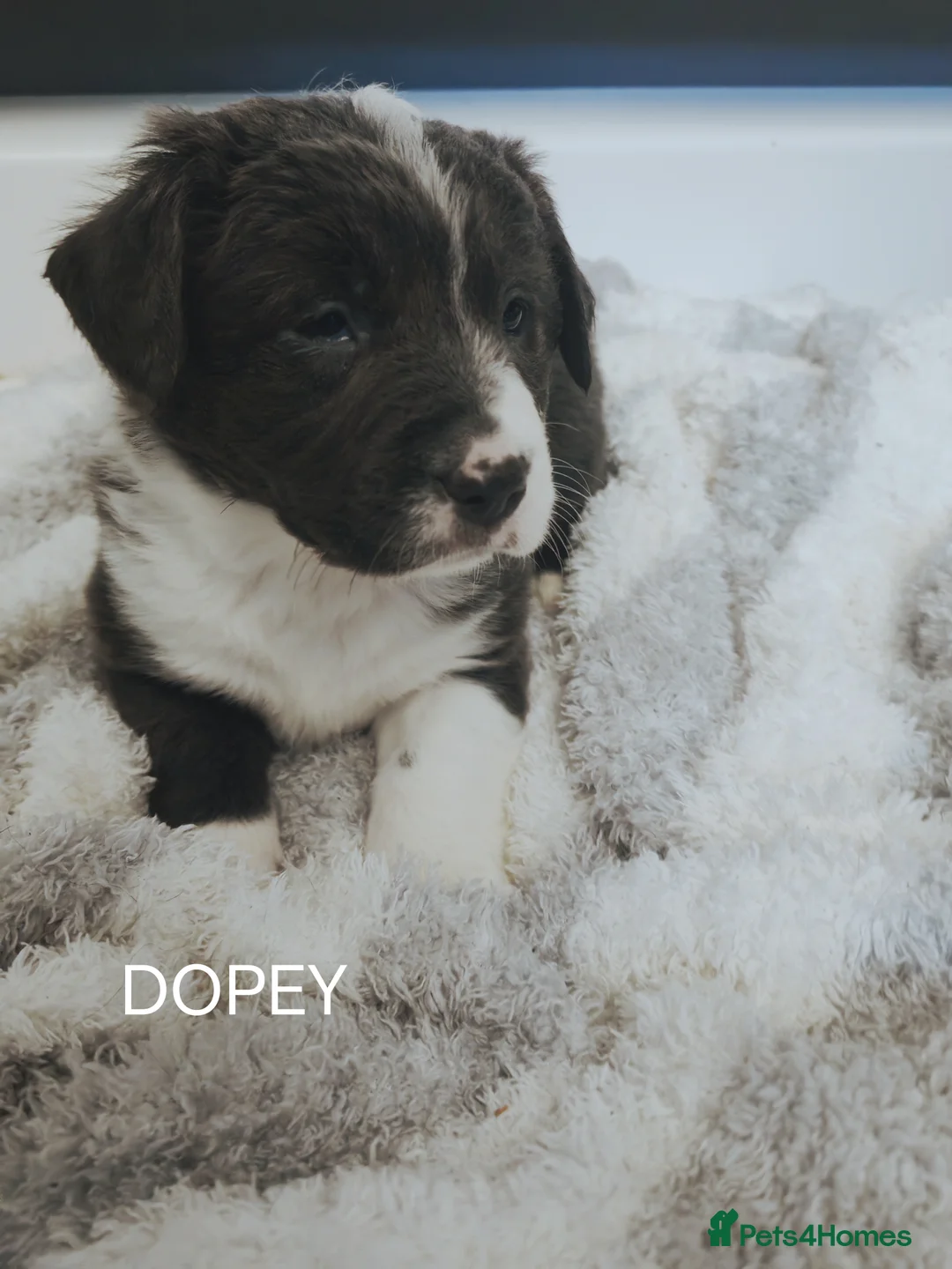 Mixed Breed dogs for sale:  REDUCED!! 2 OLD TYME BORDER COLLIE PUPPIES!  - Advert 13