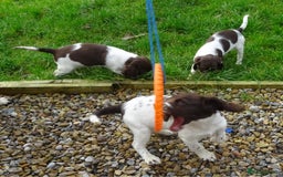 English Springer Spaniel dogs for sale: Gorgeous English Springer Spaniel Puppies  - Advert 2