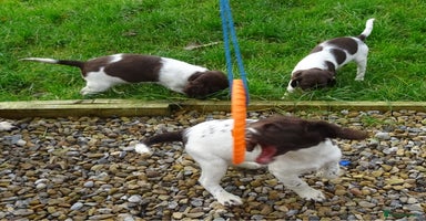 English Springer Spaniel dogs Gorgeous English Springer Spaniel Puppies  - Advert 2