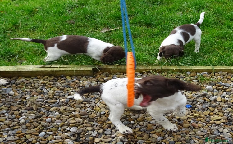 English Springer Spaniel dogs - Advert 1
