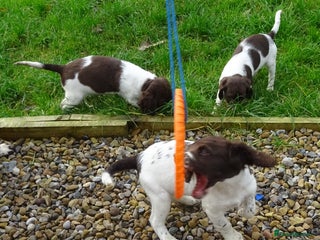 English Springer Spaniel dogs Gorgeous English Springer Spaniel Puppies - Advert 2