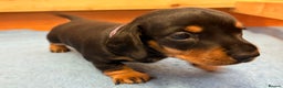 Miniature Dachshund dogs for sale: Beautiful litter of Black & Tan mini dachshunds - Advert 6