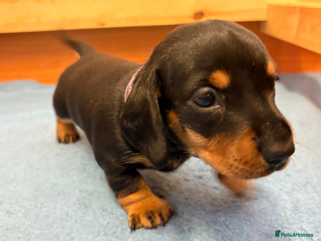 Miniature Dachshund dogs for sale: Beautiful litter of Black & Tan mini dachshunds - Advert 6