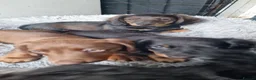 Miniature Dachshund dogs for sale: READY NOW Full Vaccination Dachshund Flufy & Smoth - Advert 11