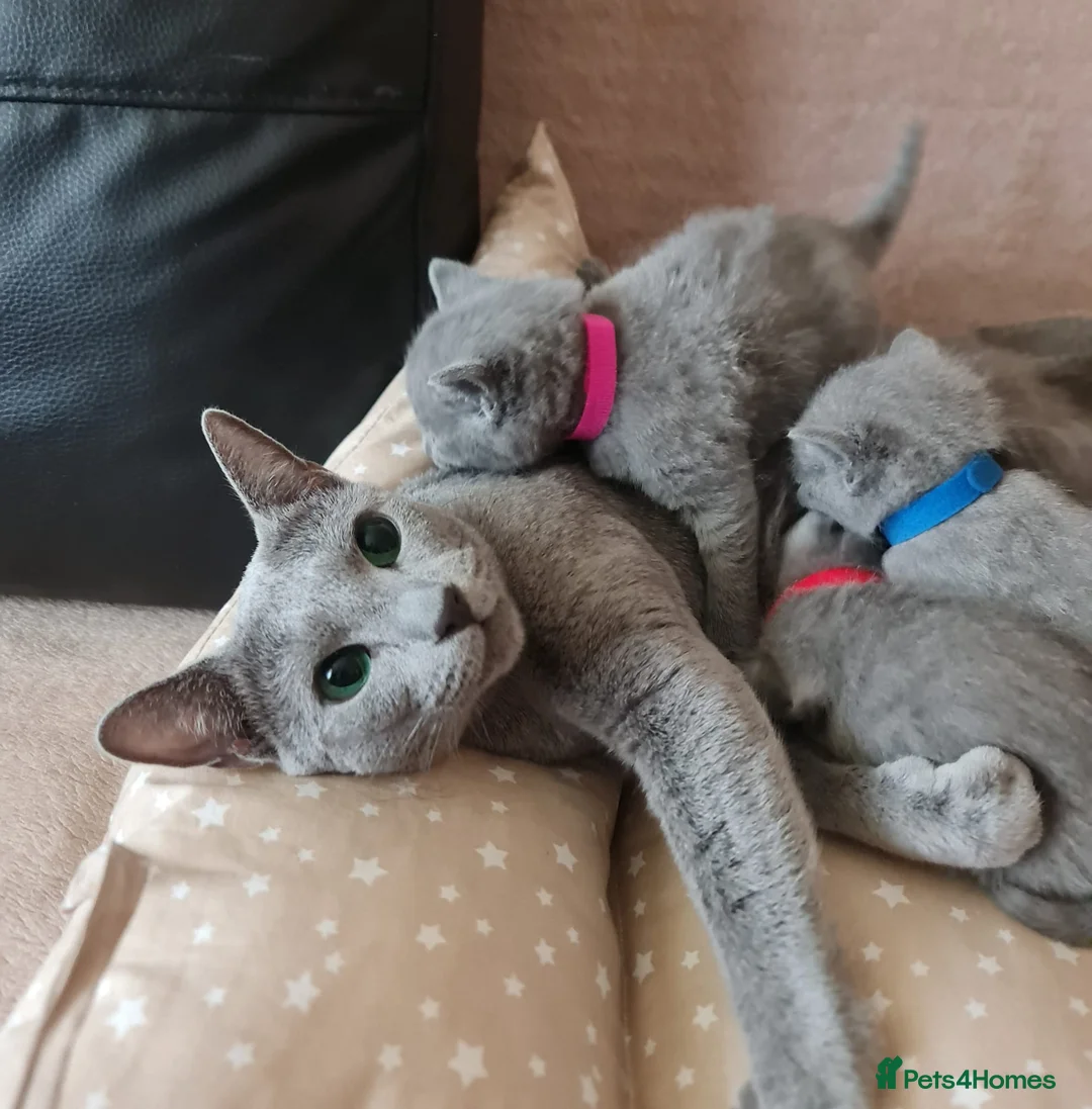 Russian Blue cats for sale: Beautiful Russian Blue Kittens  - Advert 2