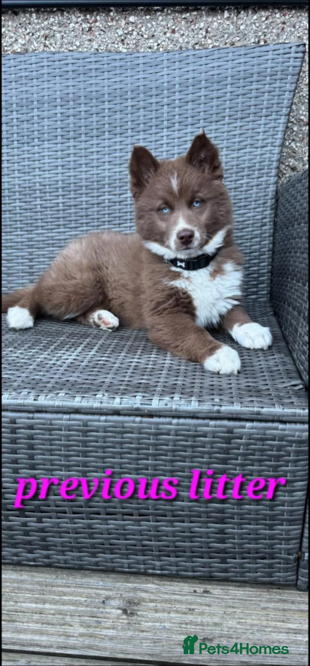 Siberian Husky dogs for sale: Wooly Siberian huskies - fully vaccinated  - Advert 21