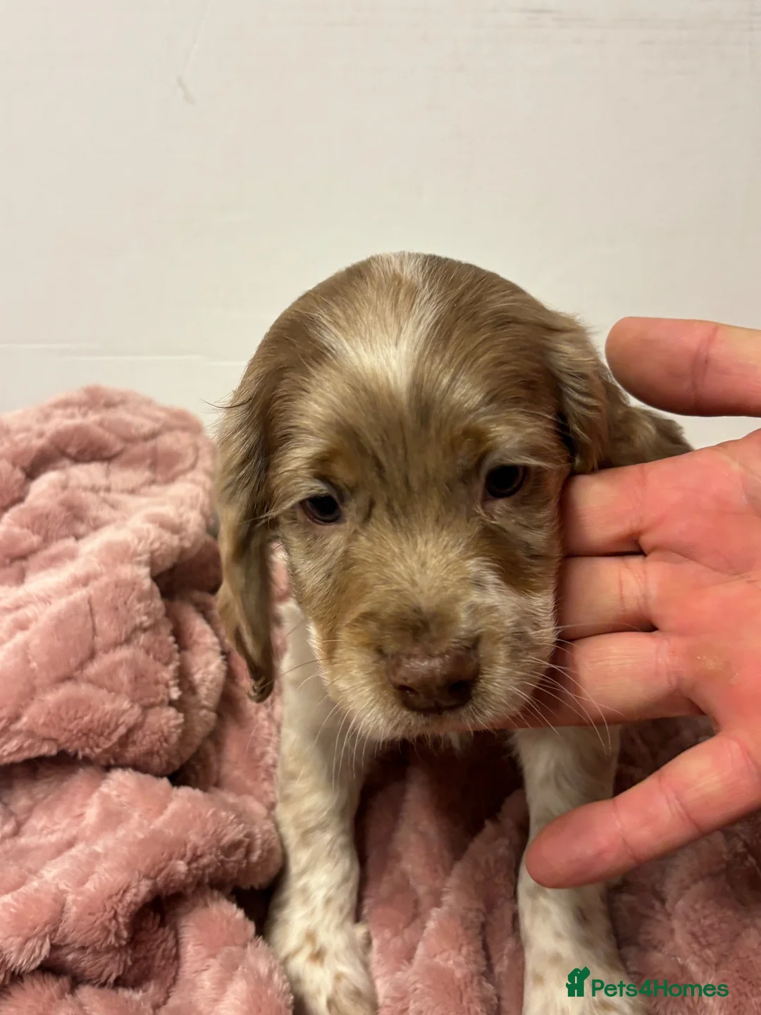 Cocker Spaniel dogs for sale: Cocker spaniel pups  - Advert 2